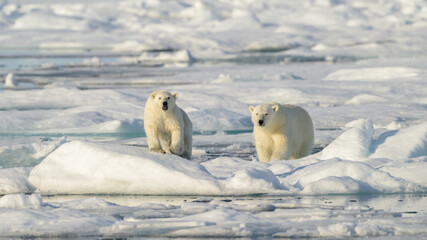 Female Polar bear and cub (Ursus maritimus) on ice, Svalbard, Norway