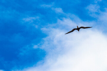 Fregat birds flock fly blue sky clouds background in Mexico.