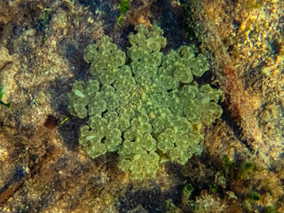 Água-viva invertida (Cassiopea) | Upside-down jellyfish