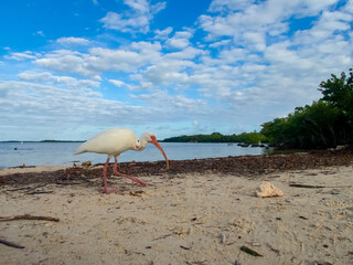 Íbis-branco Americano (Eudocimus albus) | American White Ibis