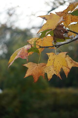 autumn golden leaves and maple leaves