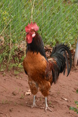 big Rooster in Germany The Cock