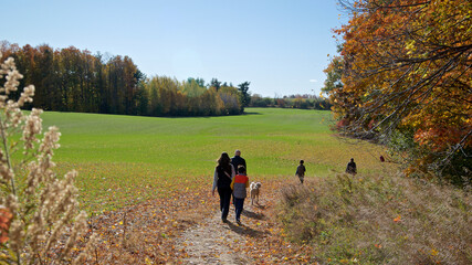 Fototapeta premium Family dog walking in the forest footpath in autumn