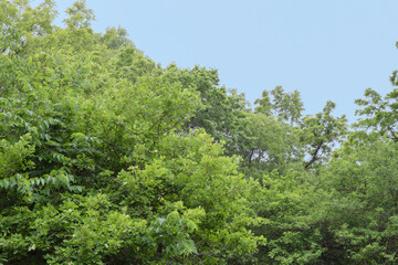 Green Trees and Blue Sky in Springtime with Copy Space
