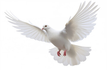 A white dove in flight with wings fully spread, isolated on a white background.