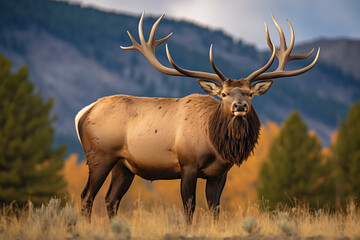 Solitary bull elk with impressive antlers standing in an autumnal grassland with mountain backdrop at twilight.