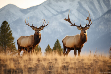  Two majestic bull elks in a golden meadow at dusk with mountains in the backdrop.