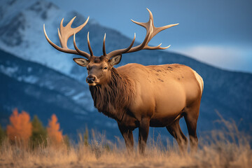 Solitary bull elk with impressive antlers standing in an autumnal grassland with mountain backdrop at twilight.