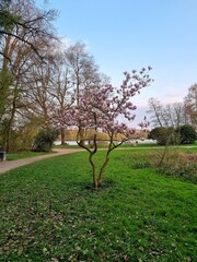 tree in the park