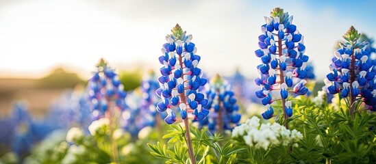 In the picturesque countryside, a close-up of the breathtaking bloom of bluebonnets revealed their beautiful blue petals and green stems, showcasing the floral beauty of nature in full bloom.