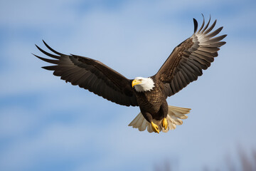Fototapeta premium Majestic bald eagle in flight against a backdrop of scattered clouds and blue sky.