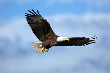 Obraz premium Majestic bald eagle in flight against a backdrop of scattered clouds and blue sky.