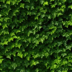 Lush Green Wall of Hedera Helix or Creeper Foliage, Ivy Carpet, Beautiful Natural Background, Leaf Pattern