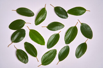 The leaves of the Ziziphus mauritiana plant are picked and arranged randomly to form a pattern