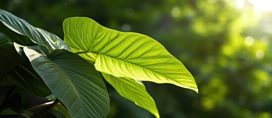 background of a beautiful summer day, a lush green leaf sways gently on a plant, blending harmoniously with the surrounding natural environment, creating a stunning outdoor scene.