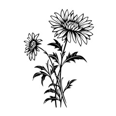 Elegant Aster Flower Vector Illustration