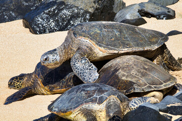 Several large green sea turtles climbing over each other on a maui beach.