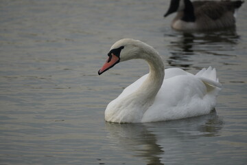 swan and birds and ducks in the lake