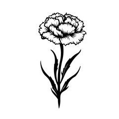 Delicate Carnation Flower Vector Illustration