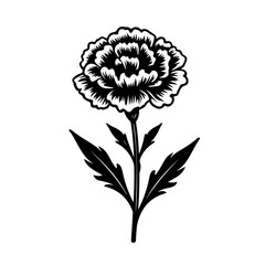  Delicate Carnation Flower Vector Illustration