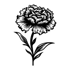  Delicate Carnation Flower Vector Illustration