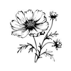 Ethereal Cosmos Flower Vector Illustration