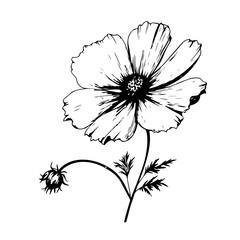 Ethereal Cosmos Flower Vector Illustration