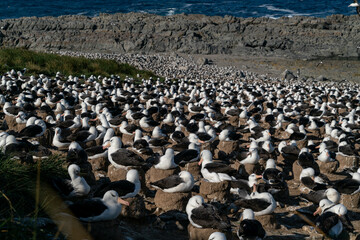 フォークランド諸島　イワトビペンギン　マユグロアホウドリの集団繫殖地