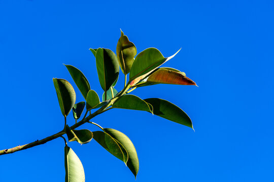 Leaves of gomero (ficus elastica) with the sky in the background.