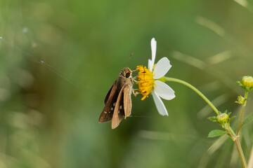 Skipper butterflies perch on morning flowers in the garden