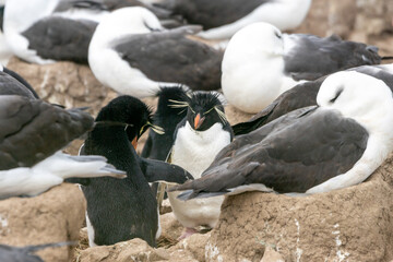 フォークランド諸島　イワトビペンギン　マユグロアホウドリの集団繫殖地