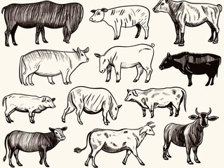 A Group Of Animals In Different Poses - Set of vector drawings of farm animals.