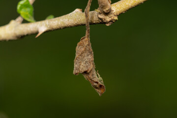 dry leaves on the stalk