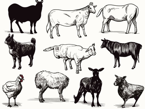 A Group Of Animals In Different Poses - Set of vector drawings of farm animals.