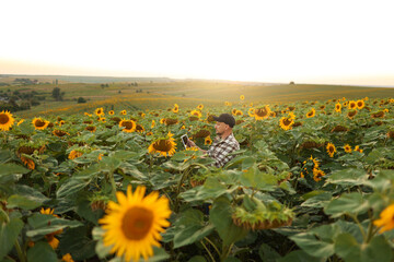 Obraz premium Smart farmer. Young agronomy is using smart digital tablet at sunflower field. Technology wireless device to study, research, examening or checking harvest. Innovation agriculture business.