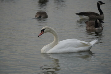 swan and birds and ducks in the lake