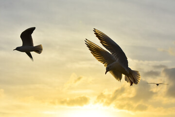 Seagulls flying with open wings at cloudy sunset