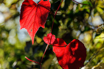 木漏れ日で光り輝く紅葉