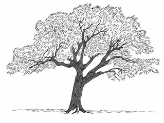 A Black And White Drawing Of A Tree - Tree with no leaves