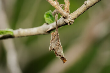 dry leaves on the stalk