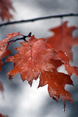 Autumn colours  of season - 680312696