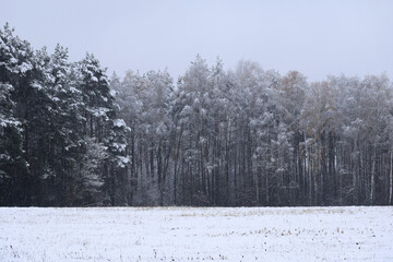 winter is coming, first snow in the foerst - 680312854