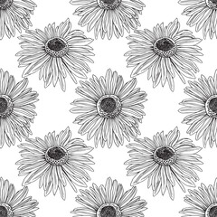 Seamless pattern of Hand Drawn floral plants camomile flowers. Line herb flowers daisy. Botanical greenery chamomile flower illustration vector.