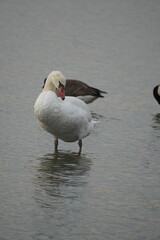 swan and birds and ducks in the lake
