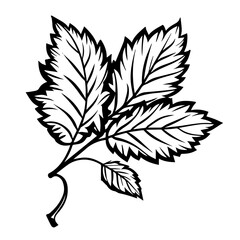 Autumnal Fall Leaf Vector Illustration