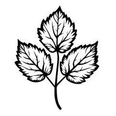 Autumnal Fall Leaf Vector Illustration