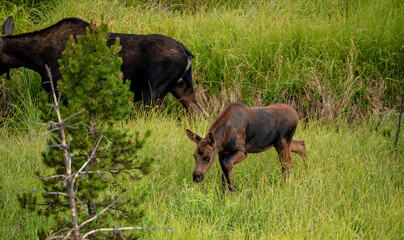 Fototapeta premium Young Moose Calf Cautiously Walks Through Tall Grass Along Creek