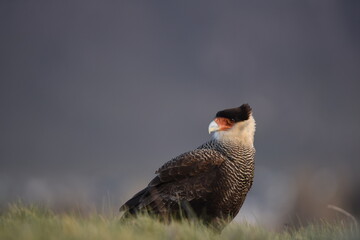Crested caracara - Caracara plancus)