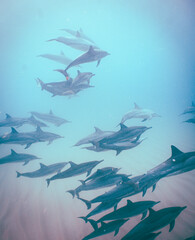 Wild Hawaiian Spinner Dolphins Swimming in Hawaii 