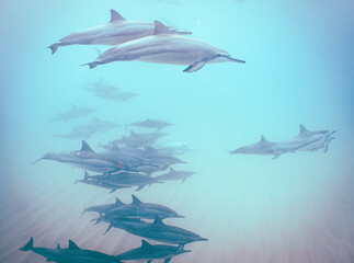 Wild Hawaiian Spinner Dolphins Swimming in Hawaii 